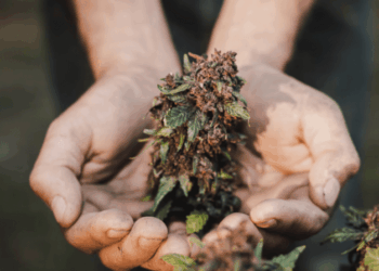 5 Unique Characteristics That Define Blackberry Kush