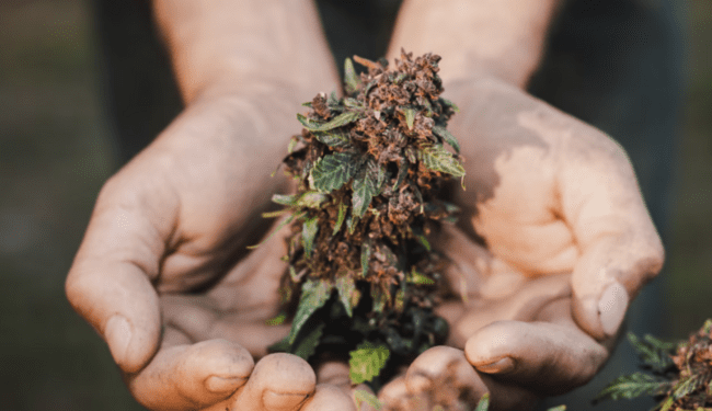 5 Unique Characteristics That Define Blackberry Kush