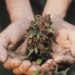 5 Unique Characteristics That Define Blackberry Kush
